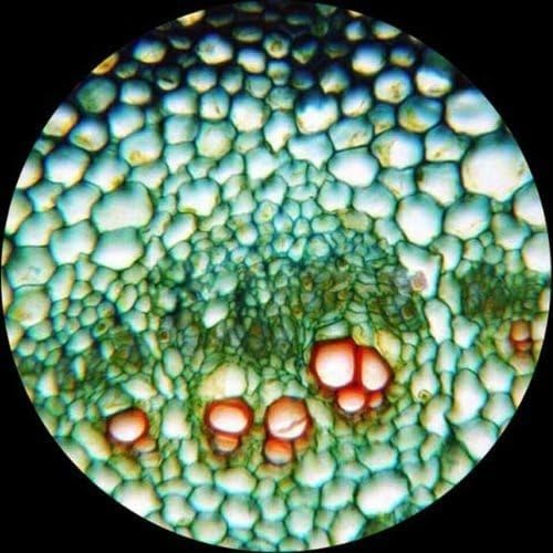 AmScope M150 Series Portable Student Monocular Compound Microscope - Image 11